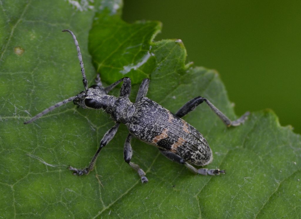 Rhagium mordax